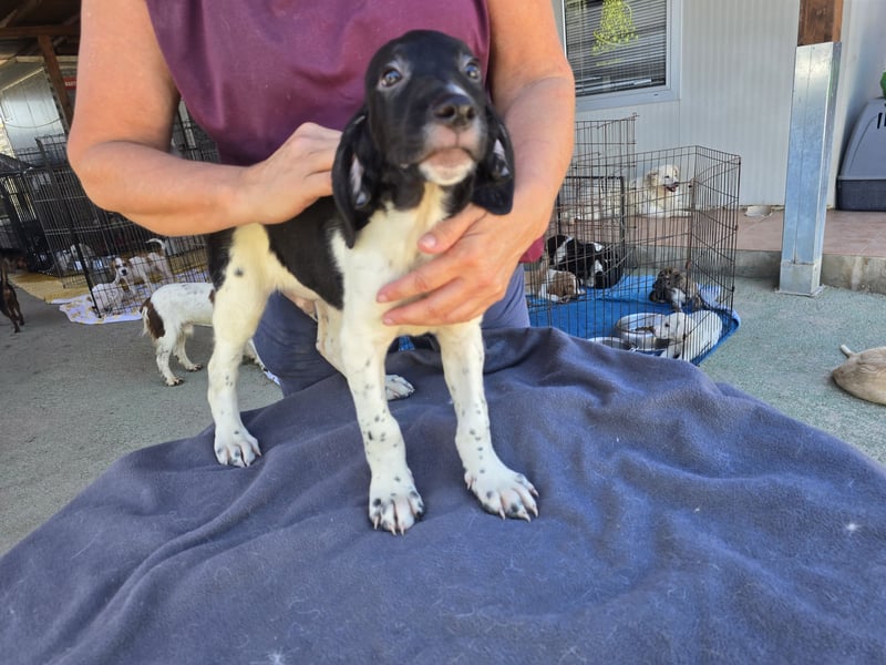 Gandolfo: kleiner Fratz sucht Kuschelplatz