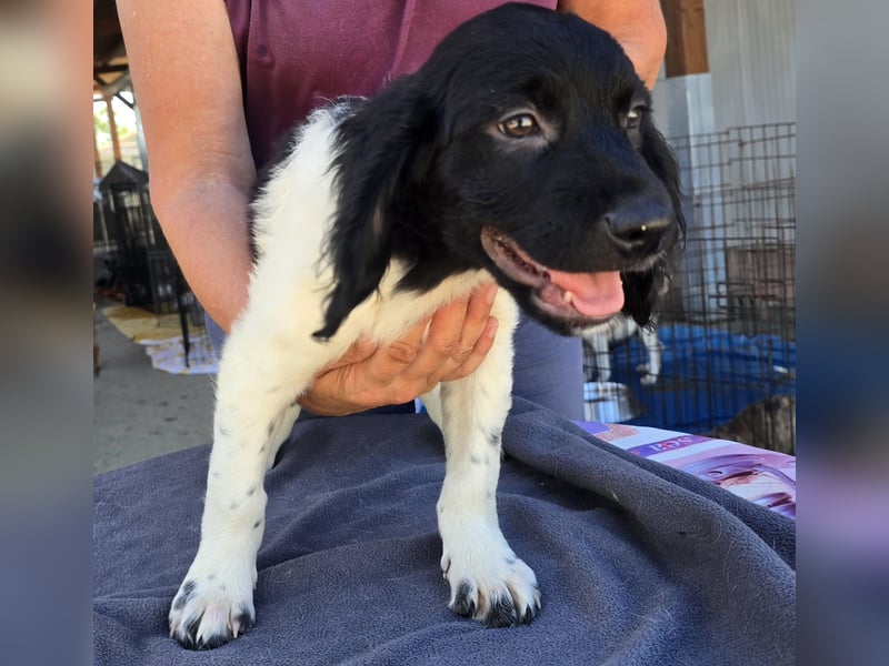 Guiseppino: kleiner Fratz sucht Kuschelplatz