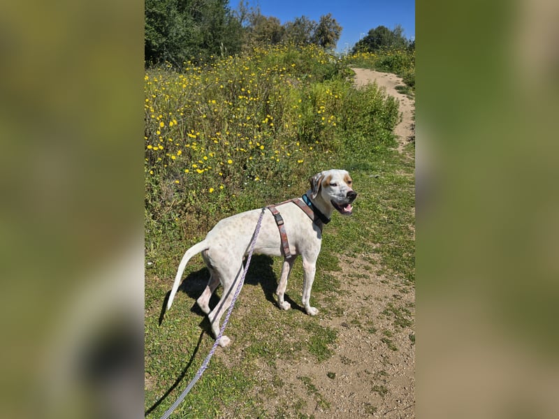 Rico: wunderschöner Pointer