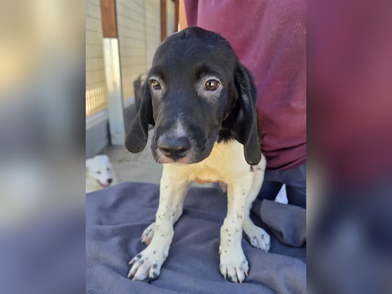 Gandolfo: kleiner Fratz sucht Kuschelplatz