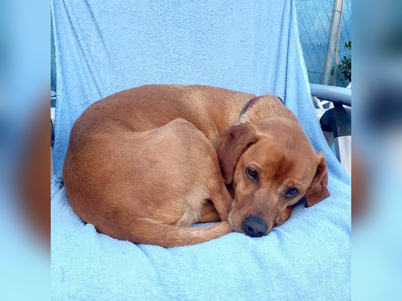 PUMBA – kleiner Prinz