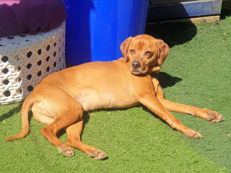 PUMBA – kleiner Prinz