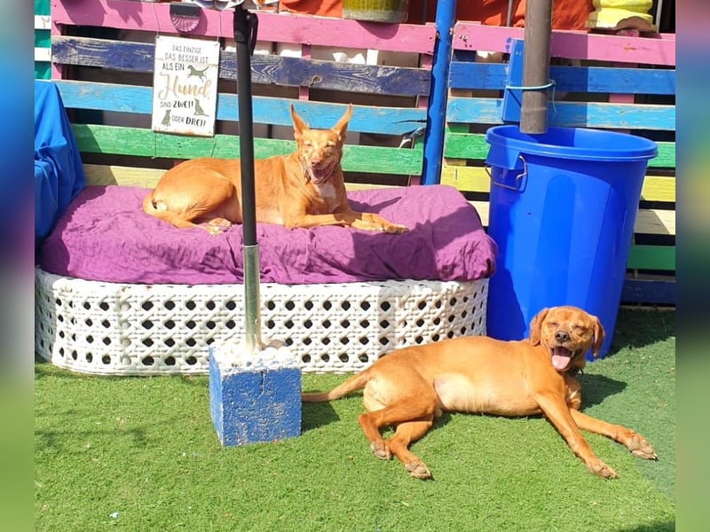 PUMBA – kleiner Prinz