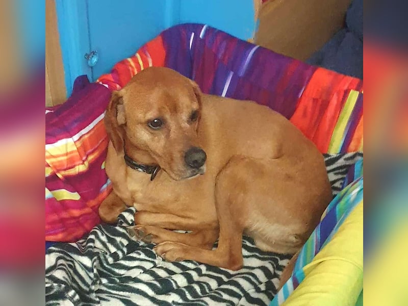 PUMBA – kleiner Prinz