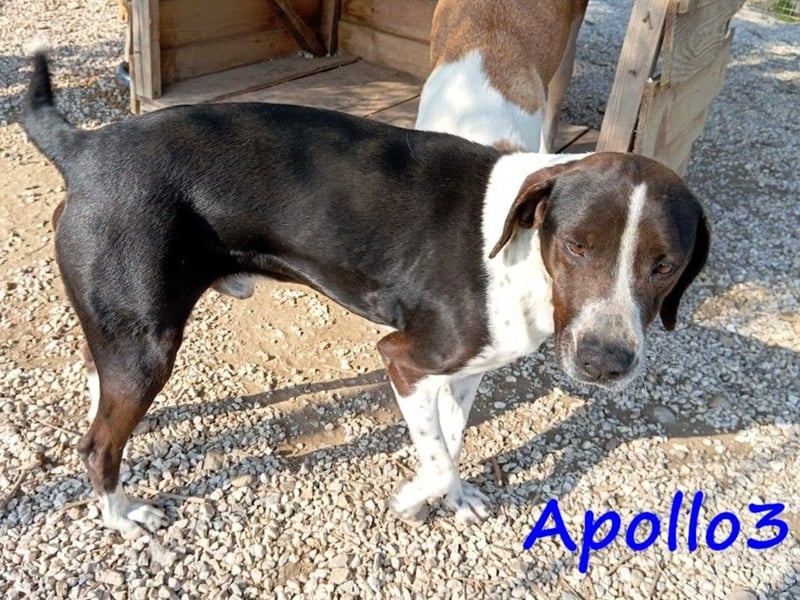 Apollo3 geb. 02/2020 (in Deutschland) - ausgeglichener, hübscher Pointer Mix!