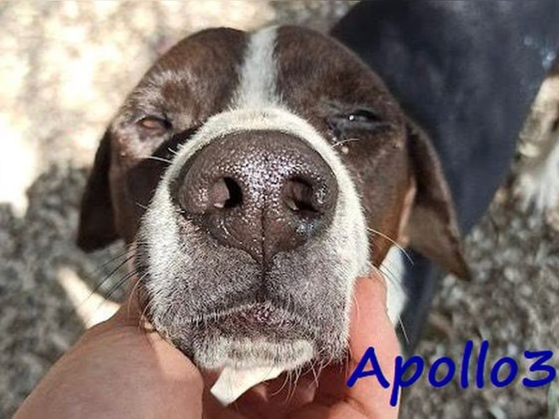 Apollo3 geb. 02/2020 (in Deutschland) - ausgeglichener, hübscher Pointer Mix!