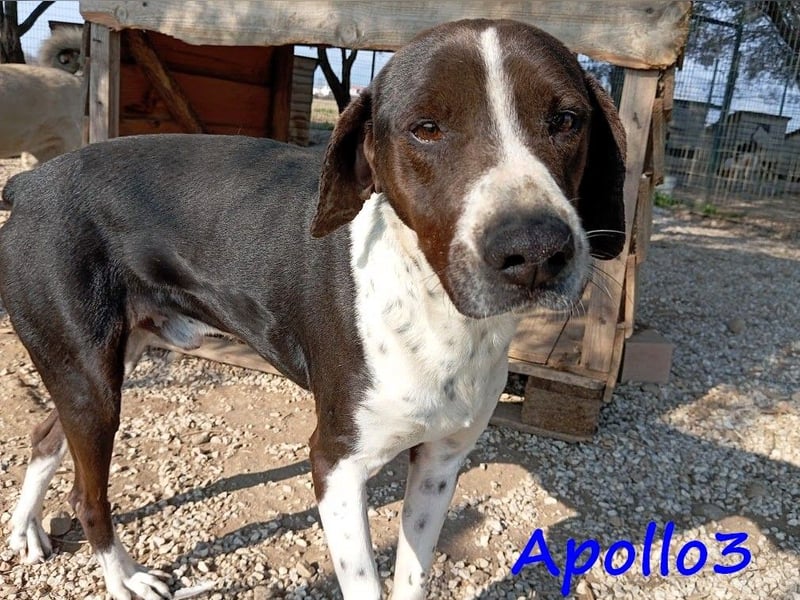 Apollo3 geb. 02/2020 (in Deutschland) - ausgeglichener, hübscher Pointer Mix!