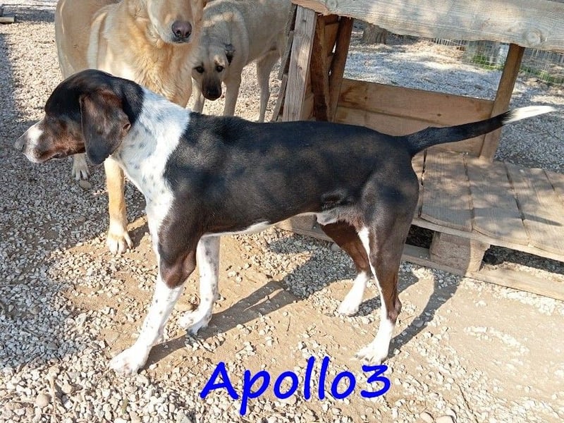 Apollo3 geb. 02/2020 (in Deutschland) - ausgeglichener, hübscher Pointer Mix!