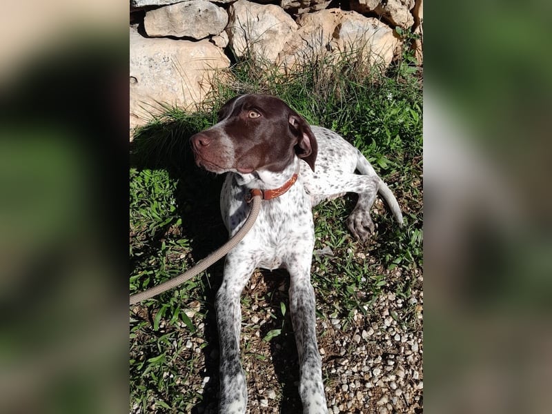 ARTURO-sanft, freundlich, menschenbezogen, fröhlich auf der Suche nach liebevollem Zuhause