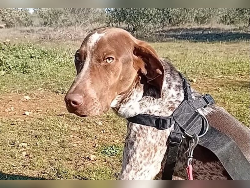 MERLIN-sanft, freundlich, sensibel, liebevoll auf der Suche nach seinem liebevollen Zuhause