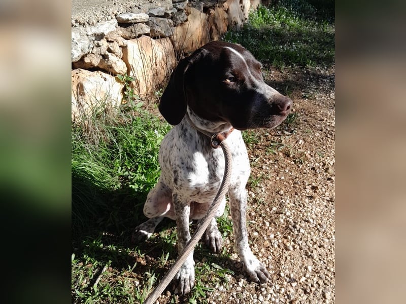 ARTURO-sanft, freundlich, menschenbezogen, fröhlich auf der Suche nach liebevollem Zuhause