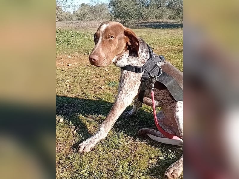 MERLIN-sanft, freundlich, sensibel, liebevoll auf der Suche nach seinem liebevollen Zuhause