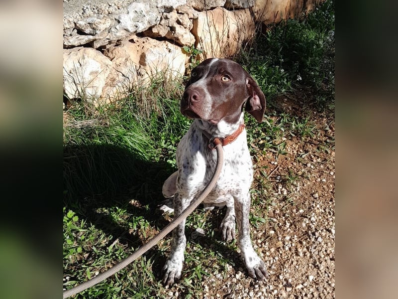 ARTURO-sanft, freundlich, menschenbezogen, fröhlich auf der Suche nach liebevollem Zuhause