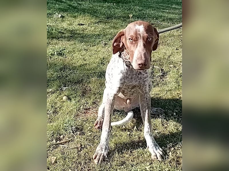 MERLIN-sanft, freundlich, sensibel, liebevoll auf der Suche nach seinem liebevollen Zuhause