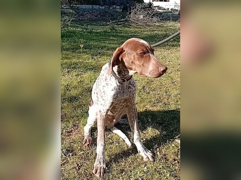 MERLIN-sanft, freundlich, sensibel, liebevoll auf der Suche nach seinem liebevollen Zuhause