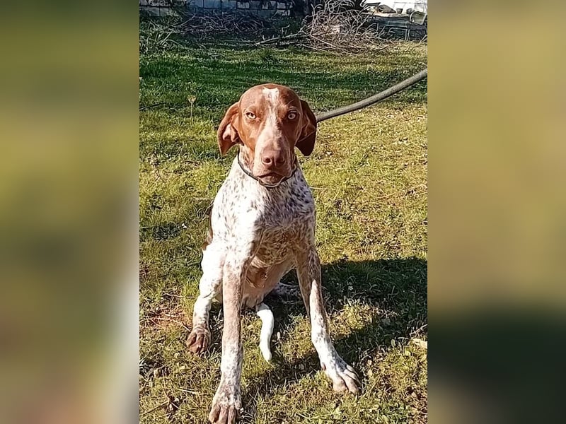 MERLIN-sanft, freundlich, sensibel, liebevoll auf der Suche nach seinem liebevollen Zuhause