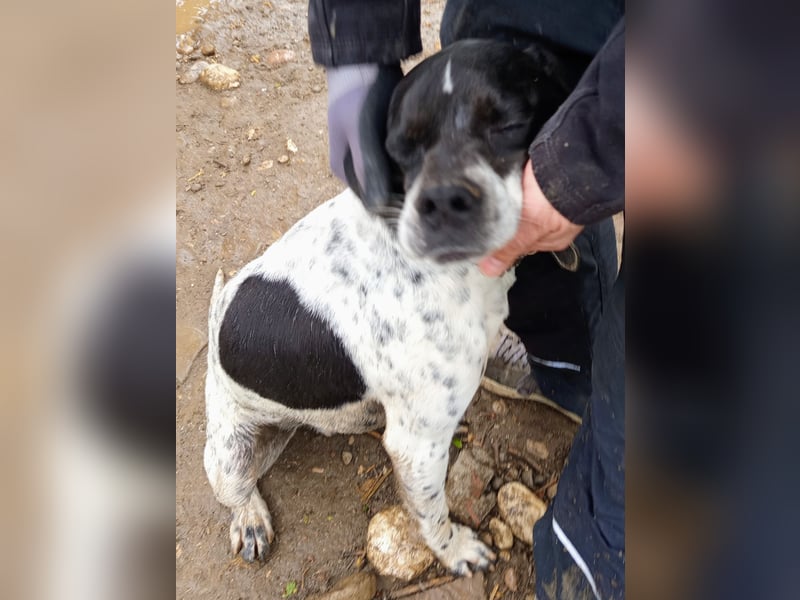 Wirbelwind Oreo sucht ein aktives Zuhause