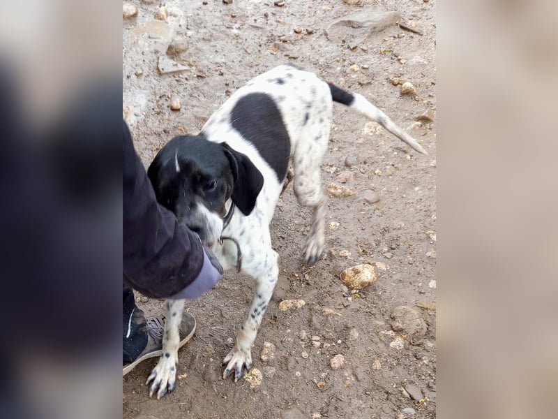 Wirbelwind Oreo sucht ein aktives Zuhause