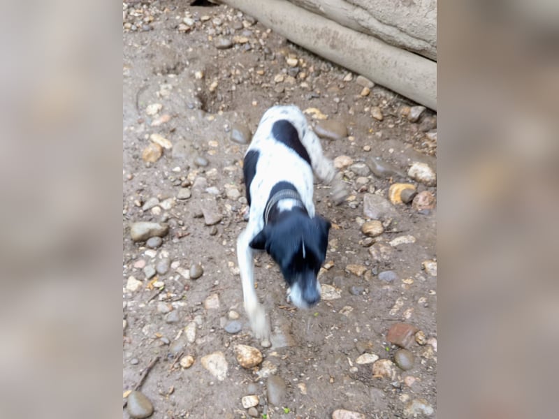 Wirbelwind Oreo sucht ein aktives Zuhause