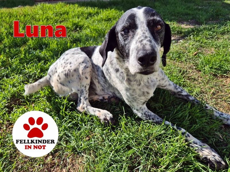 NOTFALL !! Pointer Hündin Luna sucht einen Gnadenplatz