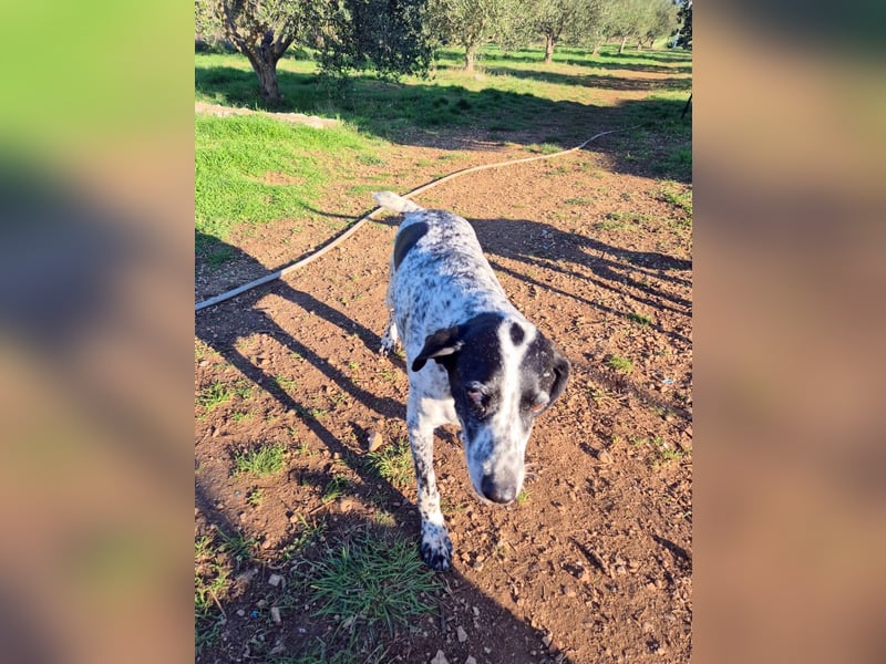 NOTFALL !! Pointer Hündin Luna sucht einen Gnadenplatz