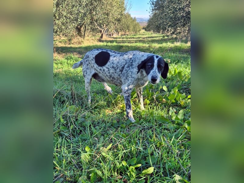 NOTFALL !! Pointer Hündin Luna sucht einen Gnadenplatz