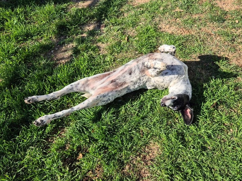 NOTFALL !! Pointer Hündin Luna sucht einen Gnadenplatz