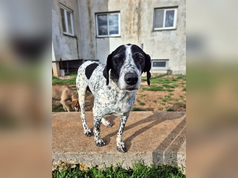 NOTFALL !! Pointer Hündin Luna sucht einen Gnadenplatz
