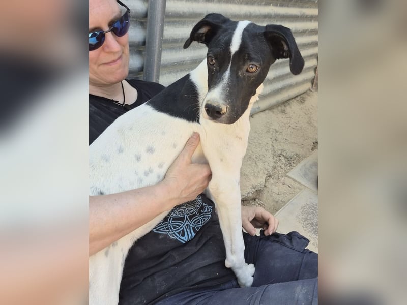 Roke , kleiner Charmeur mit Kuschelpfoten sucht sein Glück