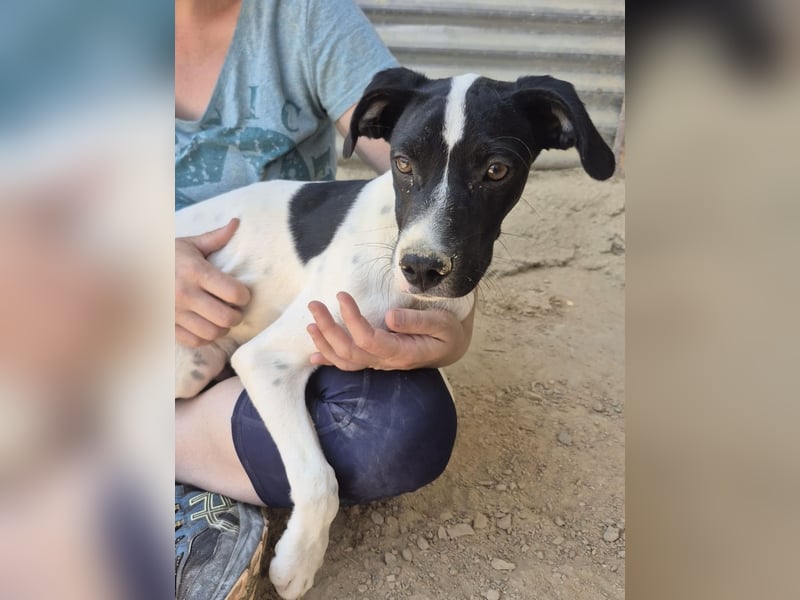 Roke , kleiner Charmeur mit Kuschelpfoten sucht sein Glück