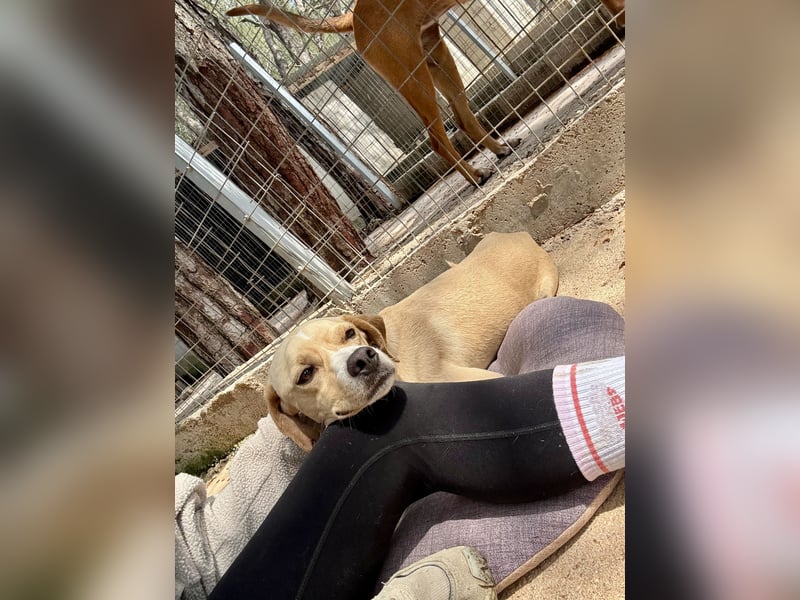 Sanfte und sensible Seele FIDO (3 Jahre) sucht ein Zuhause!