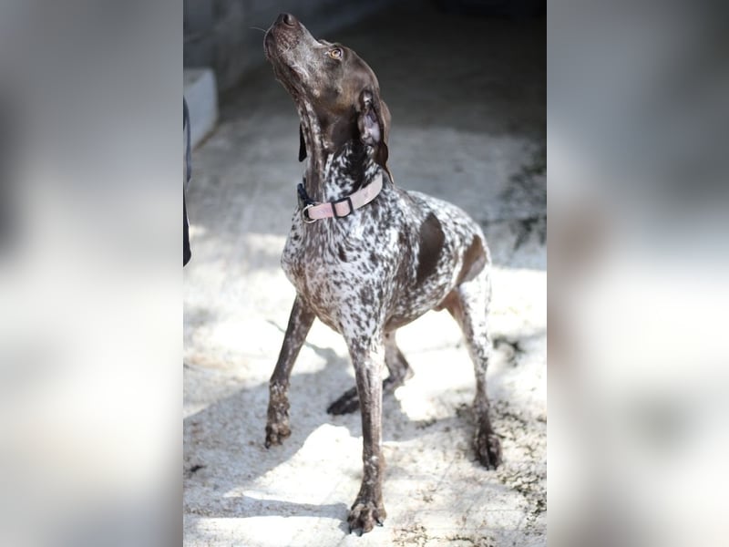 Witzige Hündin mit wundervollem Herzen sucht eine Familie!