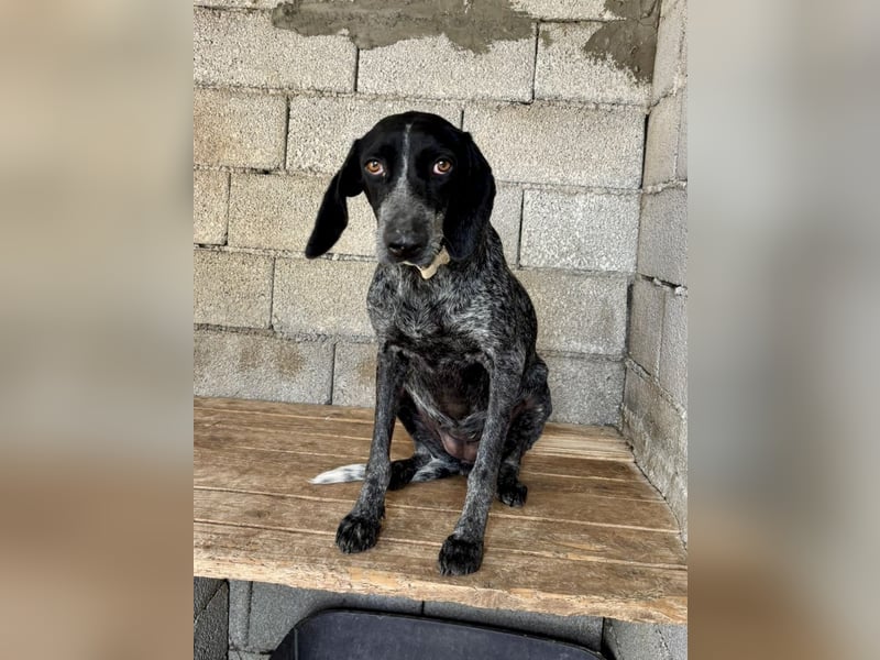 Pointer Mix Dame RENA (4 Jahre) sucht eine Familie