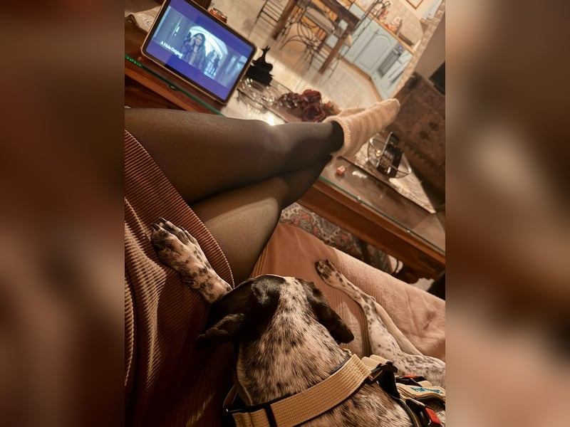 Pointer Mix Dame Tessa (4,5 Jahre) ohne Jagdtrieb) sucht eine Familie