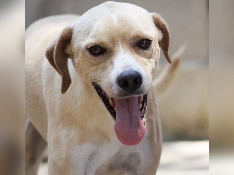 Sanfte und sensible Seele FIDO (3 Jahre) sucht ein Zuhause!