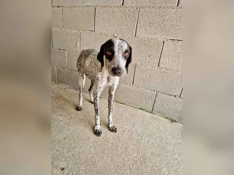Pointer Mix Dame Tessa (4,5 Jahre) ohne Jagdtrieb) sucht eine Familie