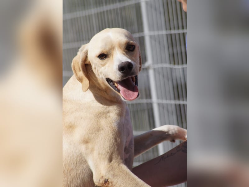 Sanfte und sensible Seele FIDO (3 Jahre) sucht ein Zuhause!