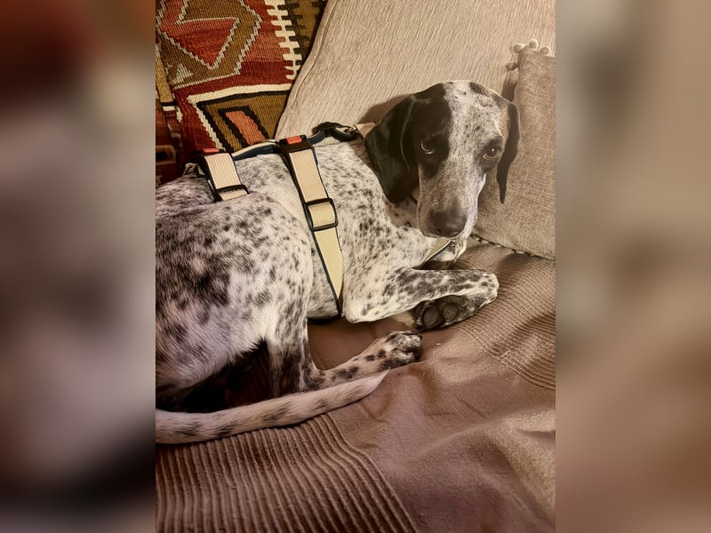 Pointer Mix Dame Tessa (4,5 Jahre) ohne Jagdtrieb) sucht eine Familie