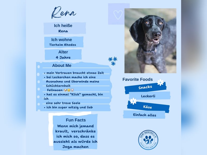 Pointer Mix Dame RENA (4 Jahre) sucht eine Familie