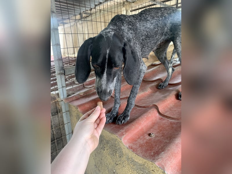 Pointer Mix Dame RENA (4 Jahre) sucht eine Familie