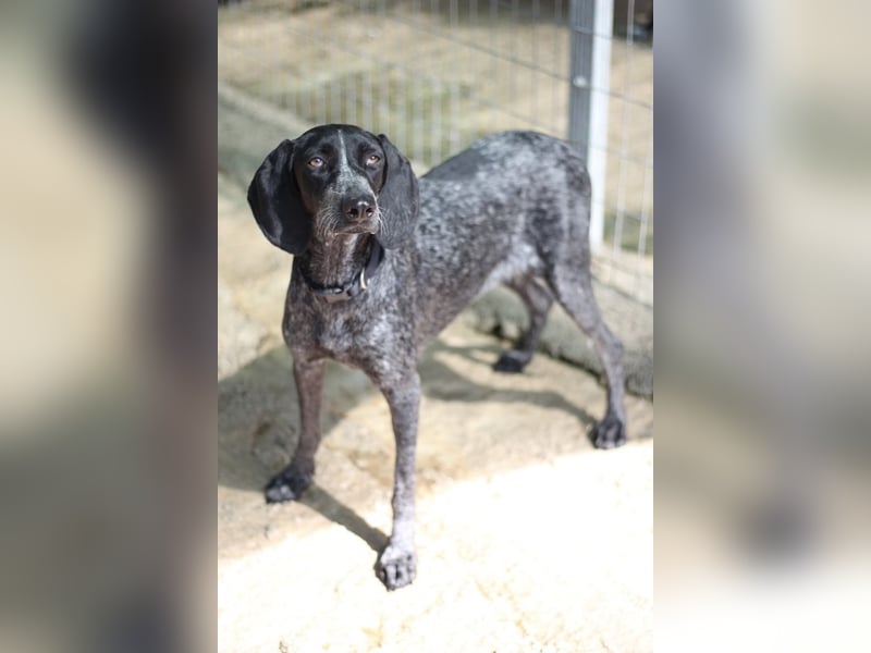Pointer Mix Dame RENA (4 Jahre) sucht eine Familie