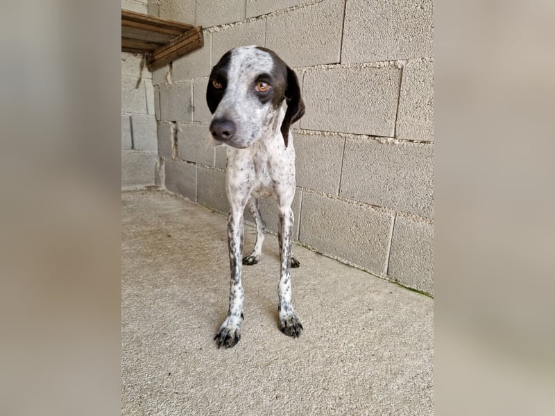 Pointer Mix Dame Tessa (4,5 Jahre) ohne Jagdtrieb) sucht eine Familie
