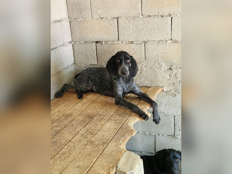 Pointer Mix Dame RENA (4 Jahre) sucht eine Familie