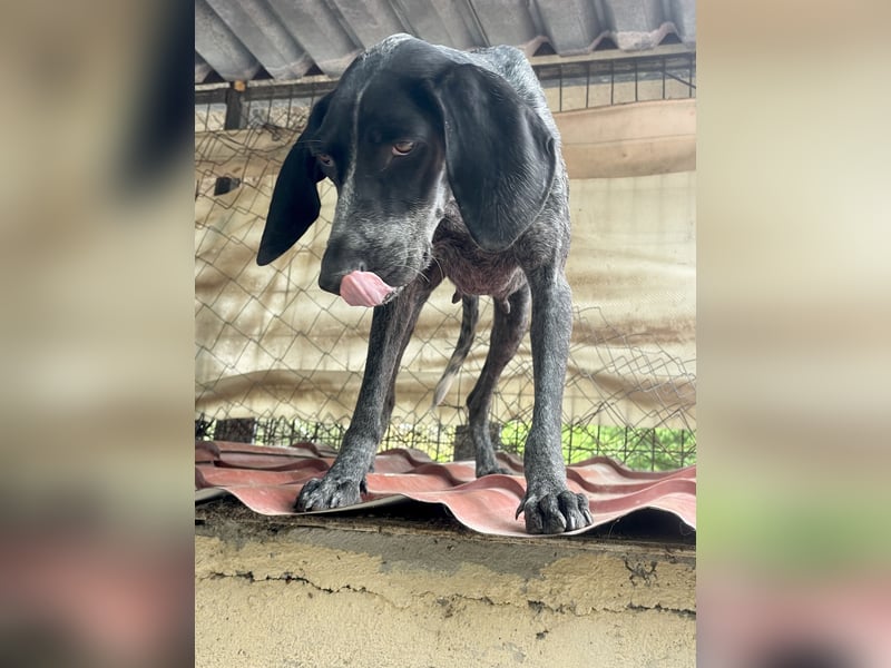 Pointer Mix Dame RENA (4 Jahre) sucht eine Familie