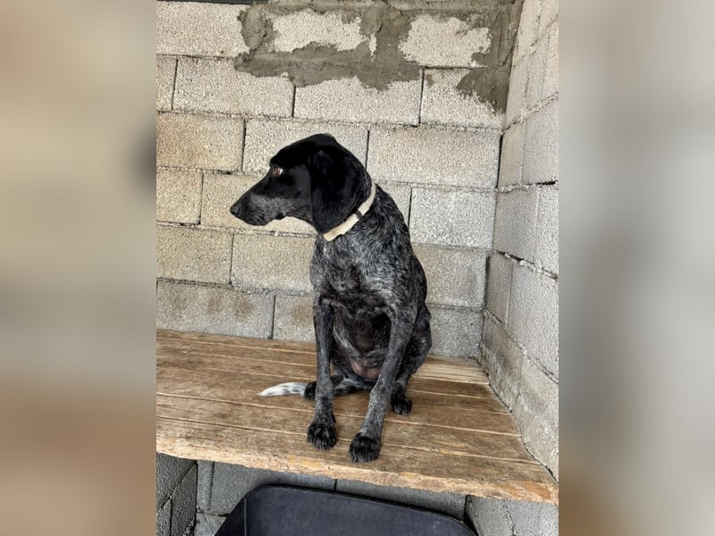 Pointer Mix Dame RENA (4 Jahre) sucht eine Familie