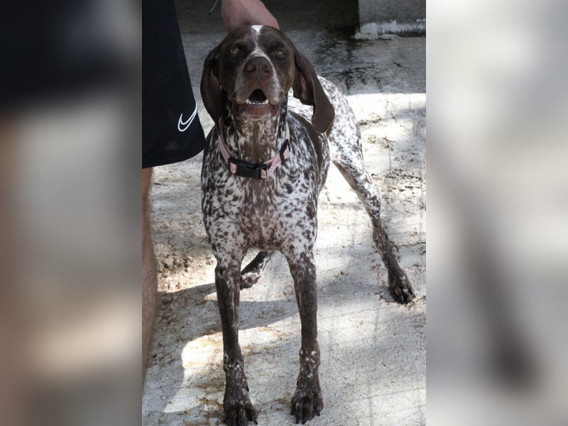 Witzige Hündin mit wundervollem Herzen sucht eine Familie!