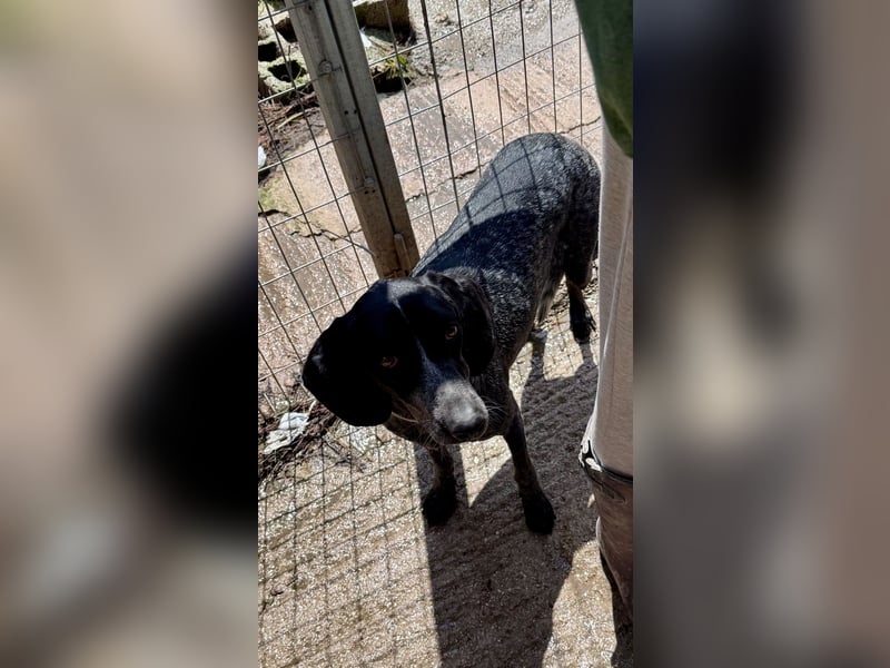 Pointer Mix Dame RENA (4 Jahre) sucht eine Familie