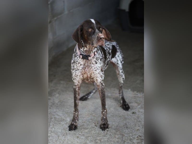 Witzige Hündin mit wundervollem Herzen sucht eine Familie!