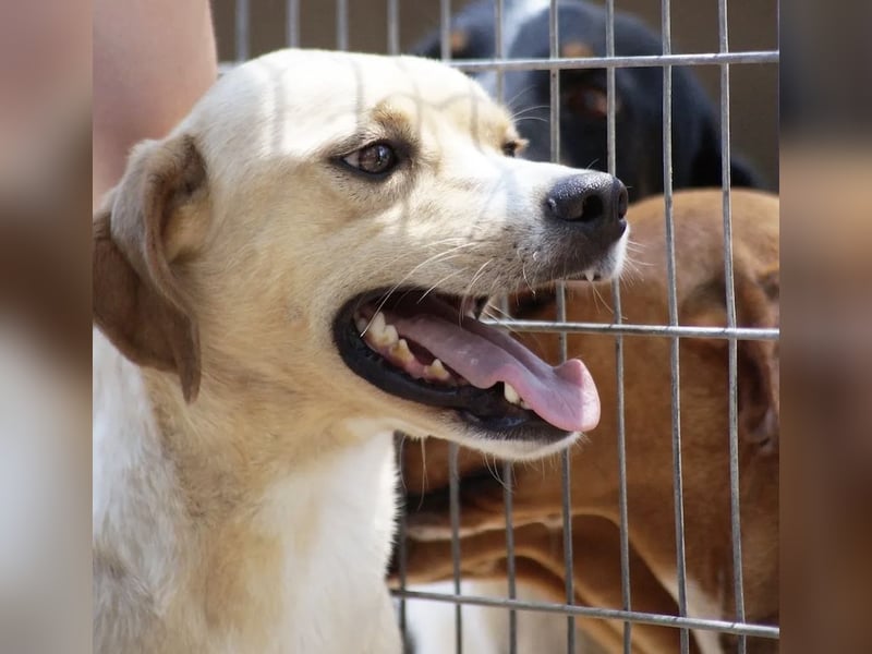 Sanfte und sensible Seele FIDO (3 Jahre) sucht ein Zuhause!