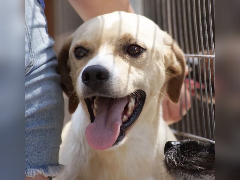 Sanfte und sensible Seele FIDO (3 Jahre) sucht ein Zuhause!